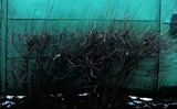 by Nikolay Semyonov
