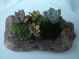 by Pedra Viva mini jardins