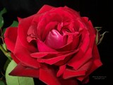 by Sharron Lee