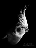 by Kerli Toode