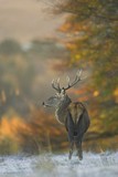 by Geoff Simpson
