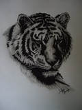 by Tiffani Lodge