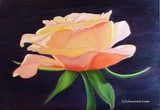 by Julieanne Case