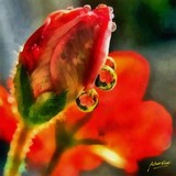 by Auber Fiori