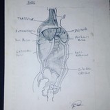 by Porfirio Cuevas