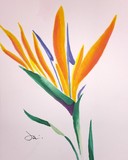 by Janie Pini