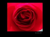 by DEE JOBES PHOTOGRAPHY
