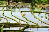 by made gede