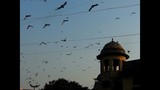by Radha Indu Rana