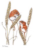 by Jane Tutchener