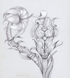 by  Drew