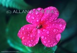 by Allan Philiba