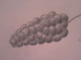 by nives vodiaek
