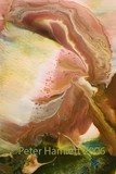 by Peter Hamlett