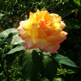 by Prashanth H J