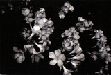 by Sarah Bronstein