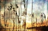 by Randi Grace Nilsberg