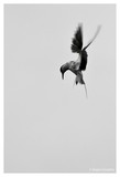 by Dean Johnson