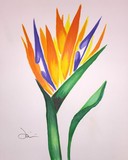 by Janie Pini
