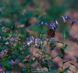by Kimberly Tilley