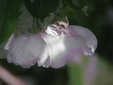 by Heli Aarniranta