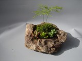 by Pedra Viva mini jardins