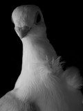 by Cindy Swinehart