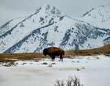 by Scott Bricker