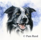 by Pam Reed
