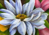 by Debbie Shirley