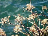 by Ileanna Giannoccaro