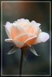 by Linda Ebarb