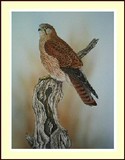 by janet marshall