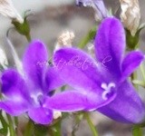 by Laura Jane Lindsay