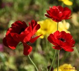 by Nira Dabush
