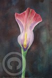 by Tanya Antimirova