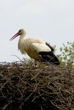 by Jan de Jong