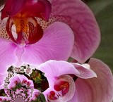 by Lynn De Serres