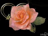 by Susan Chasteen