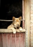 by Tom Langeveld