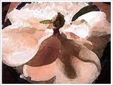 by Brenda Higgins