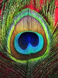 by amira el-fohail