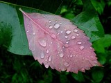 by Kathy Beekman