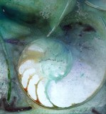 by Kathy Morton-Stanion