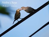 by nalin kariyawasam