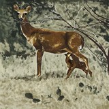 by Carole Boyd