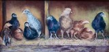 by Joan  Wulff