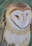 by Jennifer Jeffris