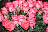 by Debra Kott