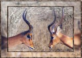by Wia Cronje